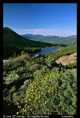 Flowers and Red Lake in the distance. Mokelumne Wilderness, Eldorado National Forest, California, USA