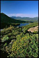 Flowers and Red Lake in the distance. Mokelumne Wilderness, Eldorado National Forest, California, USA