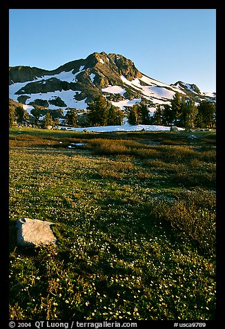 Meadow carpeted with flowers below Round Top Peak. Mokelumne Wilderness, Eldorado National Forest, California, USA (color)