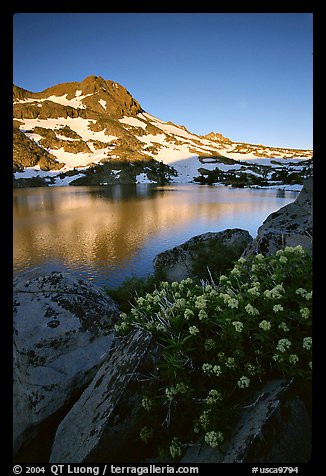 Flowers, Winnemucca Lake,  and Round Top Peak, sunrise. Mokelumne Wilderness, Eldorado National Forest, California, USA