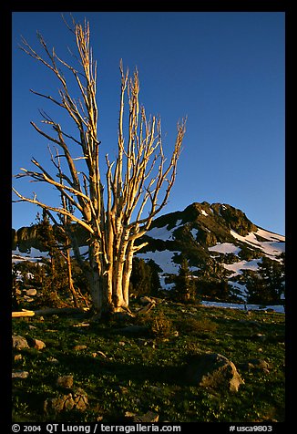 Standing tree squeleton and Round Top Peak. Mokelumne Wilderness, Eldorado National Forest, California, USA