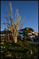 Standing tree squeleton and Round Top Peak. Mokelumne Wilderness, Eldorado National Forest, California, USA ( color)