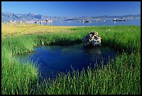 Grasses and spring with small tufa being formed underwater. Mono Lake, California, USA