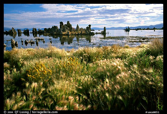 Grasses and Tufa towers, morning. Mono Lake, California, USA (color)