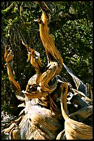Ancient Bristlecone Pine tree, Methuselah grove. California, USA