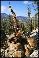 Twisted Bristlecone Pine tree, Methuselah grove. California, USA ( color)