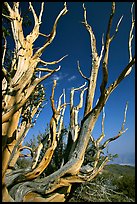 Bristlecone Pine tree squeleton, Methuselah grove. California, USA (color)