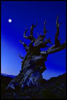 Gnarled Bristlecone Pine tree and moon at sunset, Schulman Grove. California, USA
