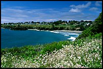 Spring wildflowefrs and Ocean, town on a bluff. Mendocino, California, USA ( color)