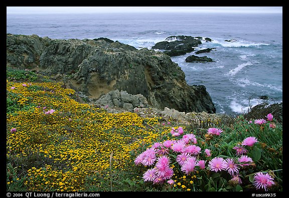 Pink iceplant and small yellow flowers on a coast bluff, Mendocino. Mendocino, California, USA