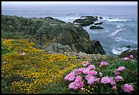 Pink iceplant and small yellow flowers on a coast bluff, Mendocino. California, USA ( color)