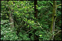 Rododendrons in Kruse Rododendron Preserve. Sonoma Coast, California, USA (color)