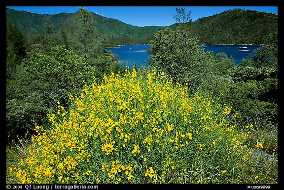 Bush in bloom with yellow flowers, and Shasta Lake criscrossed by watercrafts. California, USA