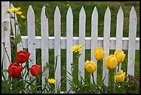 Yellow and red tulips, white picket fence, Old Saybrook. Connecticut, USA