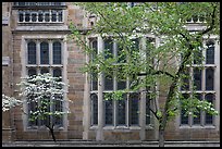 Spring leaves, blooms, and facade detail. Yale University, New Haven, Connecticut, USA (color)