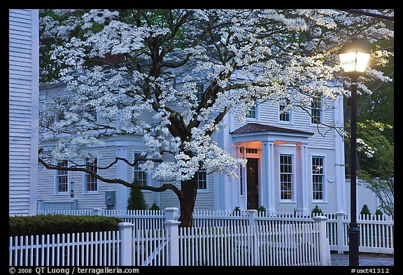 Dogwood in bloom, street light, and facade at night, Essex. Connecticut, USA