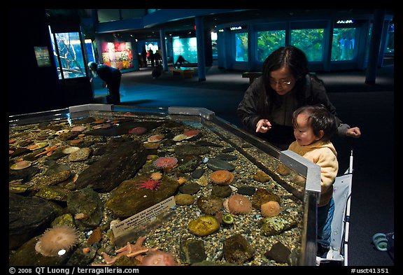 Tidepool exhibit, Mystic aquarium. Mystic, Connecticut, USA (color)