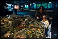 Tidepool exhibit, Mystic aquarium. Mystic, Connecticut, USA ( color)