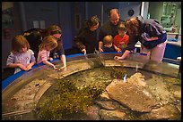 Touch pool exhibit, Mystic aquarium. Mystic, Connecticut, USA