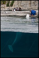 White Beluga whale being fed. Mystic, Connecticut, USA