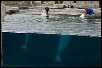 White Beluga whales feeding. Mystic, Connecticut, USA