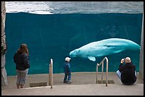 Family watches white Beluga whale swimming in aquarium. Mystic, Connecticut, USA
