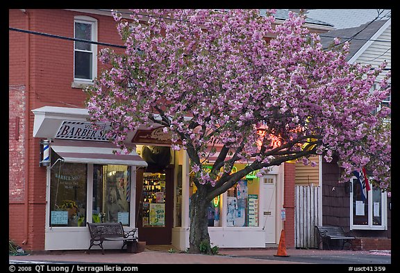 Stores and tree in bloom, Old Lyme. Connecticut, USA (color)