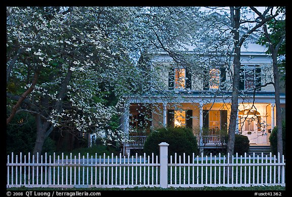 White picket fence, dogwoods, and house at dusk, Old Lyme. Connecticut, USA