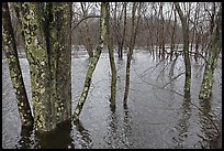 Flooded forest in winter rains, Minute Man National Historical Park. Massachussets, USA