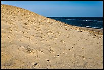 Sand dune and ocean, early morning, Coast Guard Beach, Cape Cod National Seashore. Cape Cod, Massachussets, USA