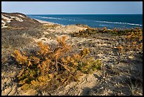 Vegetation on tall dune, Cape Cod National Seashore. Cape Cod, Massachussets, USA (color)