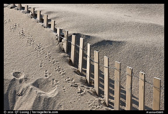 Sand, fence, and animal tracks, Cape Cod National Seashore. Cape Cod, Massachussets, USA