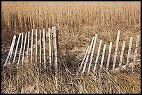 Fence and tall grass, Cape Cod National Seashore. Cape Cod, Massachussets, USA