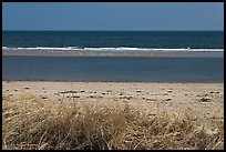 Grass, beach, and sand bar, Cape Cod National Seashore. Cape Cod, Massachussets, USA ( color)