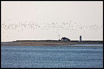 Flock of birds and Race Point Light, Cape Cod National Seashore. Cape Cod, Massachussets, USA ( color)