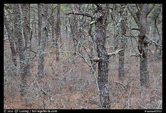 Bare forest with dense understory, Cape Cod National Seashore. Cape Cod, Massachussets, USA