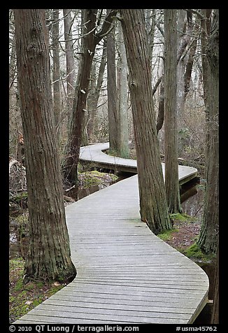 Elevated boardwark through flooded forest , Cape Cod National Seashore. Cape Cod, Massachussets, USA