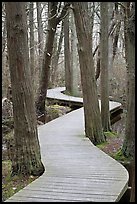 Elevated boardwark through flooded forest , Cape Cod National Seashore. Cape Cod, Massachussets, USA