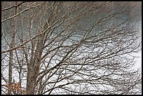 Bare branches, Sandwich. Cape Cod, Massachussets, USA (color)