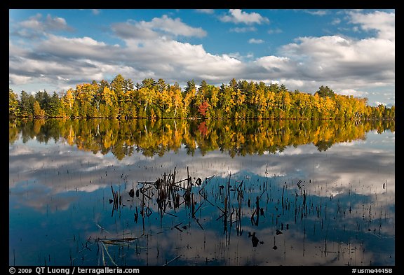 Reeds and autumn trees reflected in still pond, Greenville Junction. Maine, USA (color)