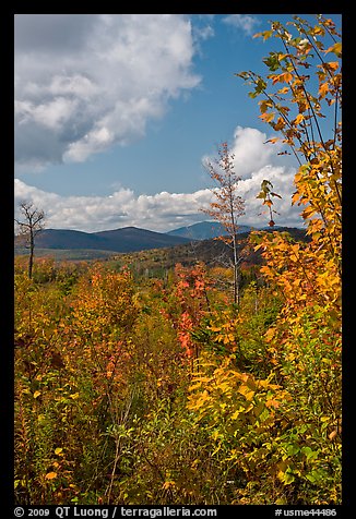Colorful leaves framing fall landscape. Maine, USA