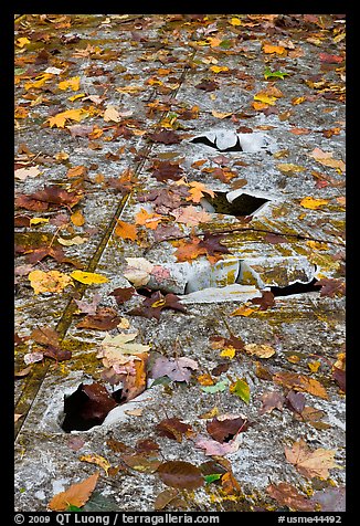 Close-up of aicraft wreck with fallen leaves. Maine, USA