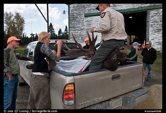 Inspectors recording antler length of killed moose, Kokadjo. Maine, USA (color)