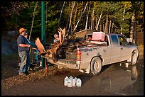 Hunters with moose in back of truck. Maine, USA ( color)