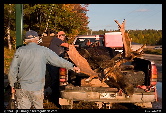 Hunters preparing to weight taken moose. Maine, USA (color)