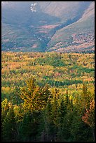 Forested slopes of Mount Katahdin. Baxter State Park, Maine, USA