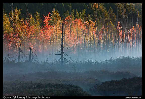 Tree skeletons, forest in fall foliage, and fog. Maine, USA