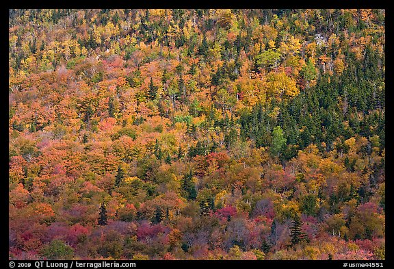 Evergreens and deciduous trees mixed on mountain slope in autumn. Baxter State Park, Maine, USA