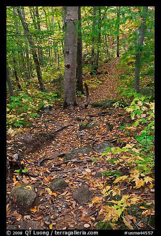 Trail in autumn forest. Baxter State Park, Maine, USA