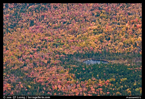 Aerial view of pond and trees in fall foliage. Baxter State Park, Maine, USA (color)